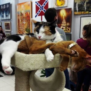 музей кота