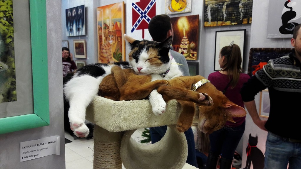 музей кота